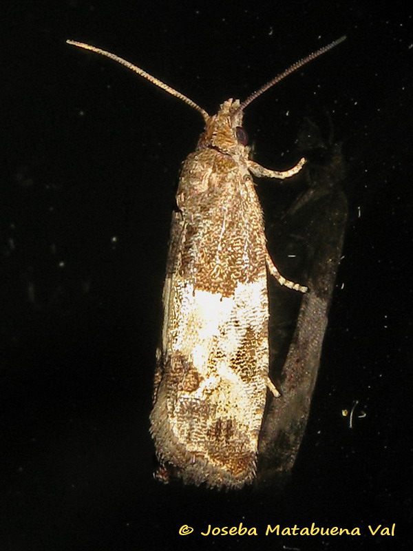 Tortricidae da id.